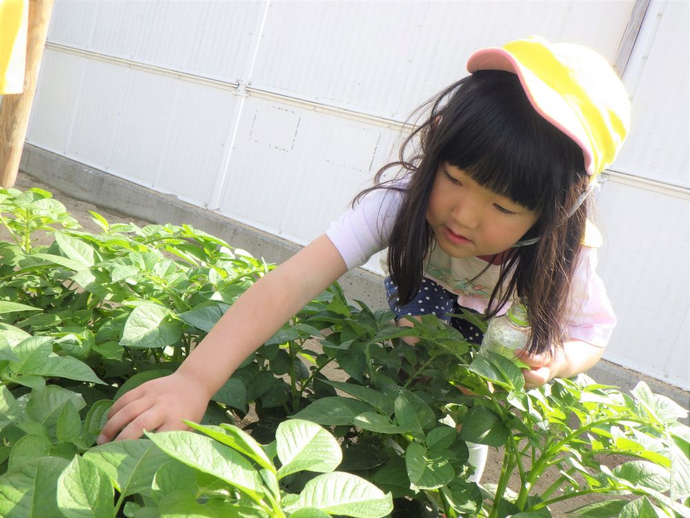 園庭には虫たちが
どんどん遊びに来てくれます

今日はどんな虫が見つかるかな？
子どもたちは園庭を歩き回ります♪

「あっ！！テントウムシ！！」
とHちゃん
そーっとそーっと捕まえます