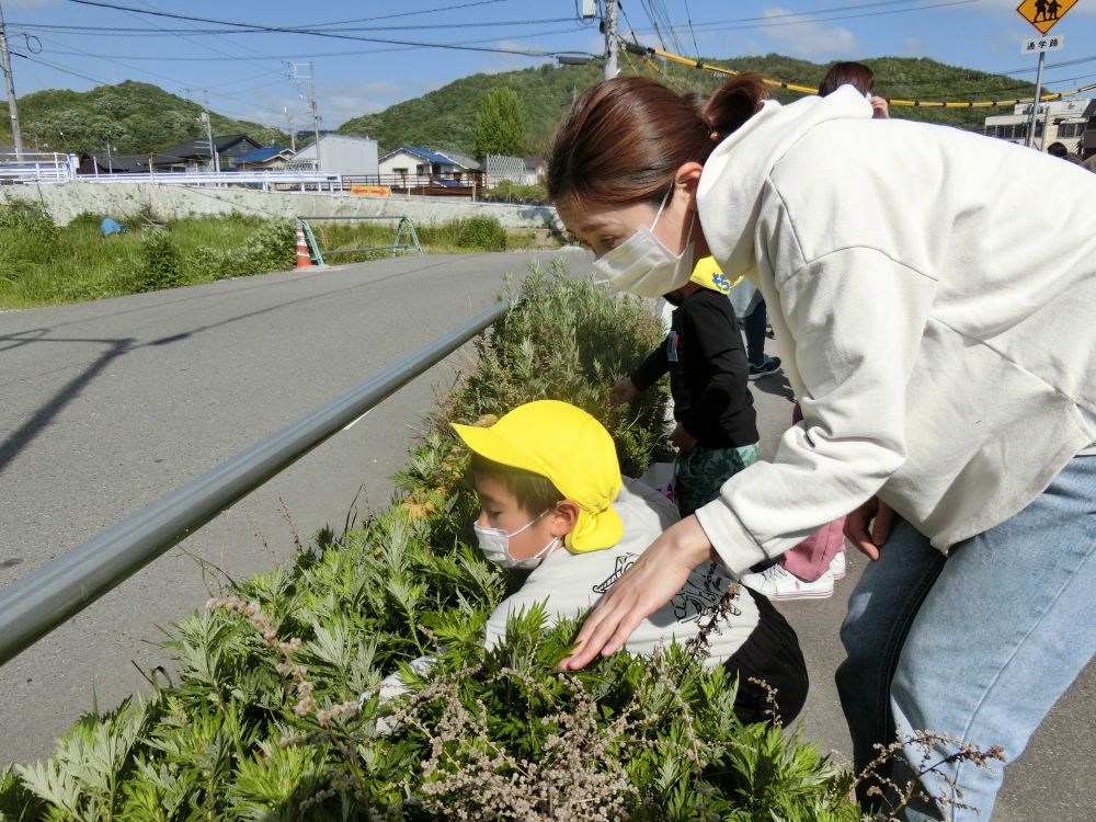 「今日テントウムシを10匹捕まえる！！」
とやる気満々のＴ君♪
手を一生懸命伸ばしてゲット！！！
お家の人と力を合わせて虫取りを楽しみました♡

その他にもシロツメクサやヨモギなどの草花を採って園に帰りました♪