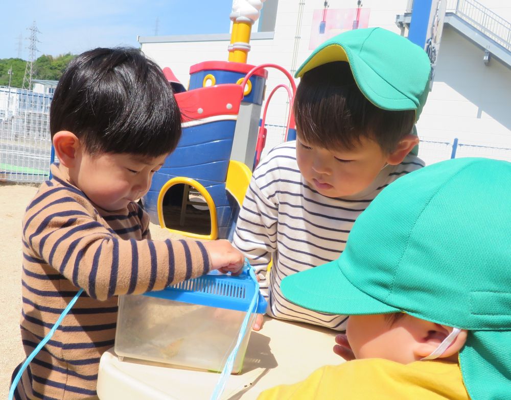 5月2日
　虫カゴを覗いてみると、
　チョウチョになっていました✨

　今年、すいみいでうまれた第1号🦋
　　チョウチョになったら、
　　　逃がしてあげるのがすいみい流