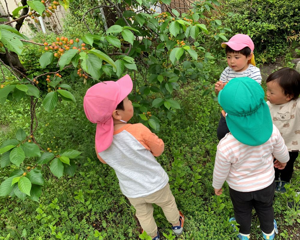 4月27日
　さくらんぼ、赤くなってるかな？
　　・・・まだ赤くない。