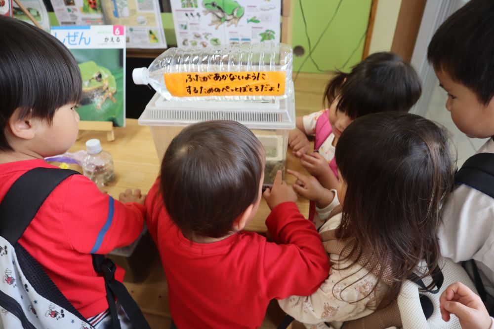 部屋に入ると、かえるを発見！
虫かごに張り付いて観察します・・・

「かえるのうたが～　きこえてくるよ～♪」

かえるのうたを歌っています♪