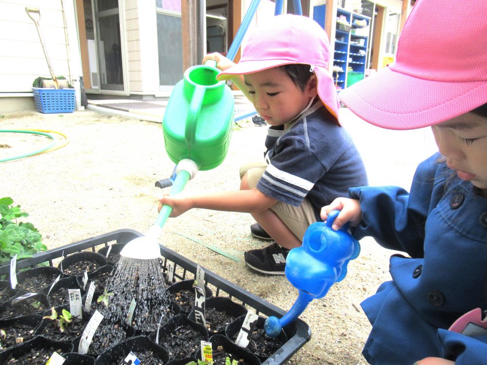 Aくんは「大きくなってね♡」と朝顔に声を掛けながら水やりをしています
花が咲いた時の子どもたちの反応が今からとても楽しみです