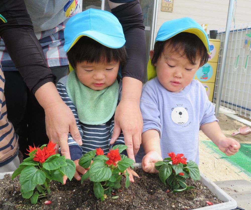 お花はプランターに植えました🌺
