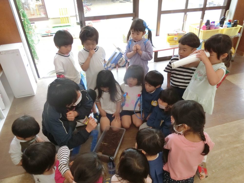 連休明けにカブトムシの幼虫をいただきました。
キリン・ゾウ組さんの部屋、園庭、そして段ボールで暗室を作り、それぞれの環境で飼育開始。

ゾウ組さんは
「幼虫堀り？」に出かけたM先生の熱弁？！で、飼育の仕方を聞きます。