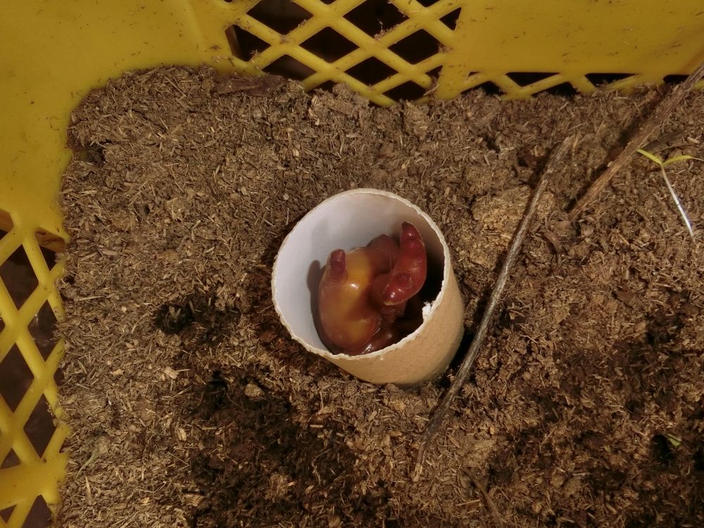 飼育を始めて数日後・・・・

暗室(段ボール)で飼育していた幼虫が
サナギになりました！！

みんなびっくり！！
子どもたちより、私たち大人が感動です！！
