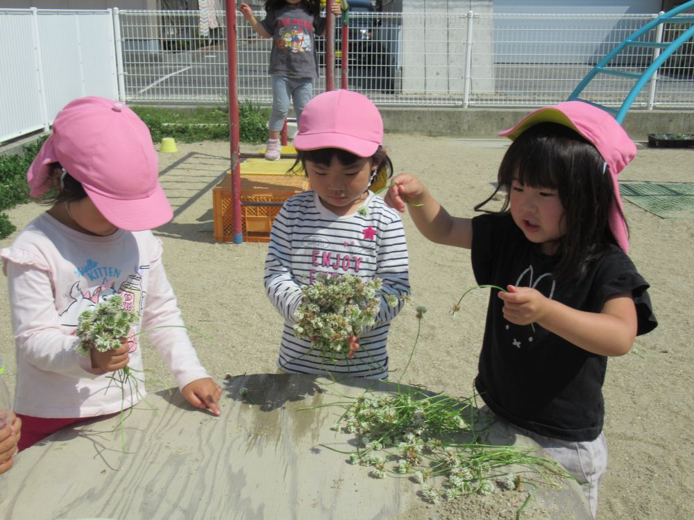 園庭に咲いているシロツメグサで花束作り
花束ができるくらいまで園庭にシロツメグサが広がってみんな大喜び♡