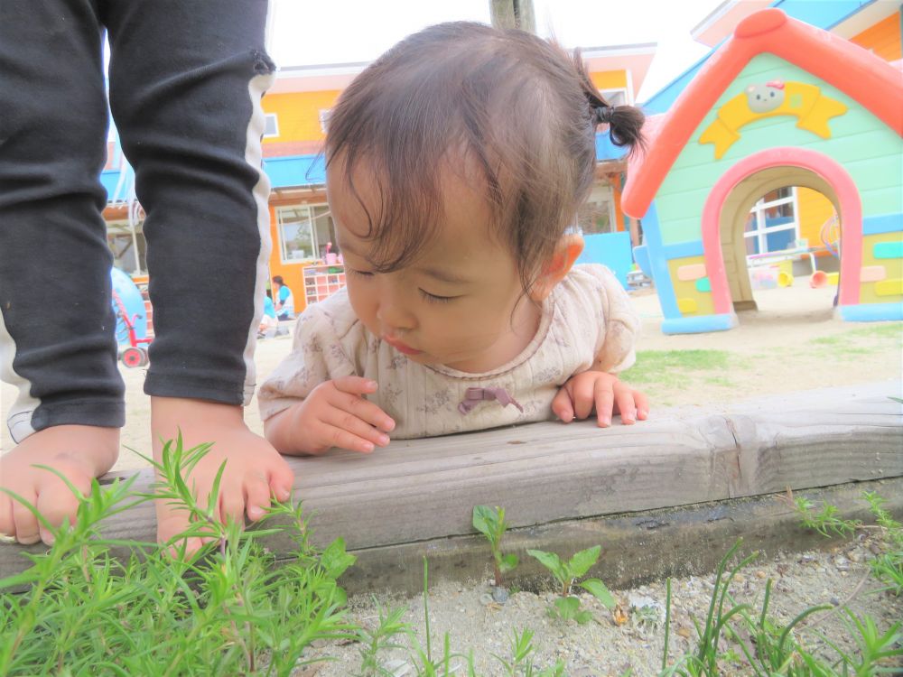 毎日同じに見える園庭ですが・・
子ども達は今日もビックリすることや新しい発見をしています♡