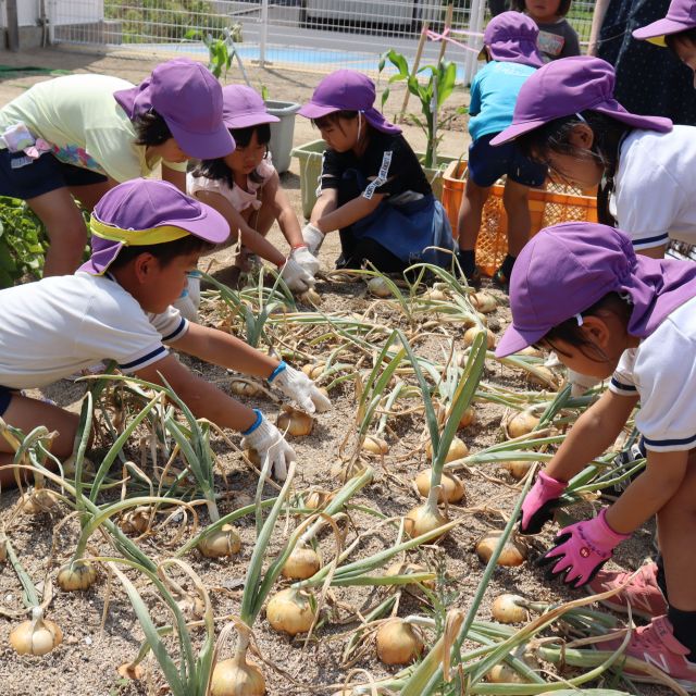 ＊　5歳児　菜園な1日　玉ねぎ収穫編　＊