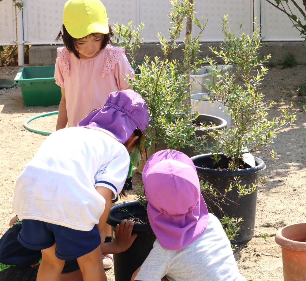 飛んでいった先を探す
「どこ？？」　「おる？？」　「おらんよね〜」

実は‥　飛んで行った先は隣の鉢
てんとう虫は、上手に隠れています
