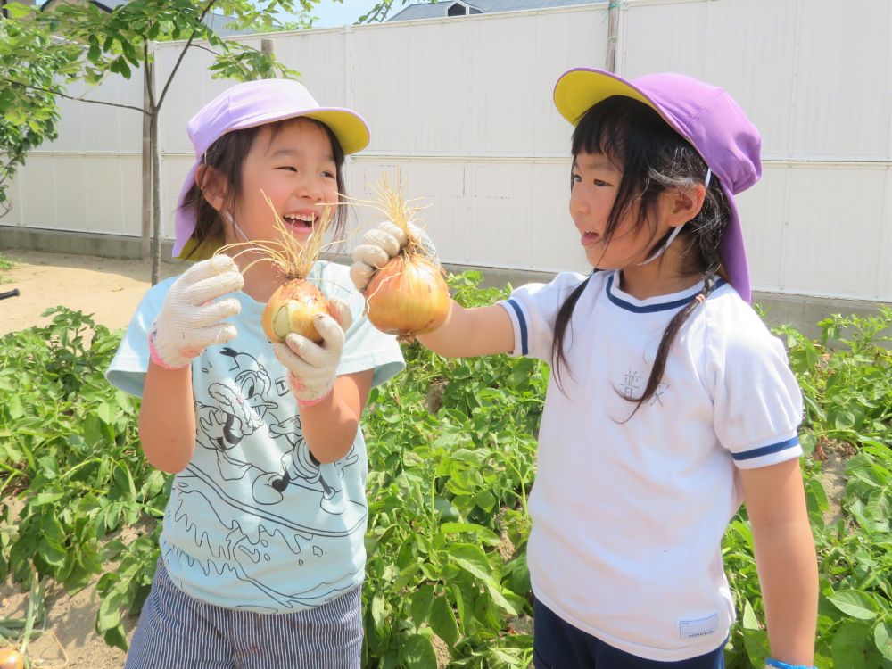 ゾウ組さんの時に植えた玉ねぎの苗。
去年の10月に植えてから7ヶ月、土の上に立派な玉ねぎが育っています♡
「いつになったら抜いていいん？」と、収穫を楽しみにしている子ども達。
松浦先生に収穫してよいタイミングを聞いてみると、葉がくたっと倒れたらＯＫ！とのこと。
その時を心待ちにして・・・いざ収穫の日！！

みんなで一斉に畑に入り、好きな玉ねぎの元へ♪
「えい！」
「ふんっ」
と、あちらこちらから気合いの入った声が聞こえてきます。