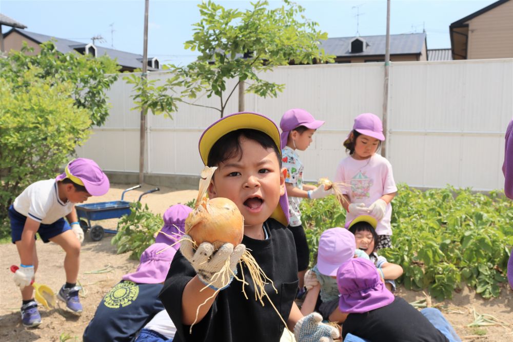 葉の部分を持って引っ張ると「スポッ」と抜ける、というイメージでしたが、
今年の玉ねぎは中々抜けず・・・。
理由は、この根っこかな？？
玉ねぎ一つ一つに、太くて長い根っこがついています。
「すごいおひげついてた～」と子ども達も触って大喜び♪
これだけの根っこが土の中に張っていたら、収穫するのも大変だね☆