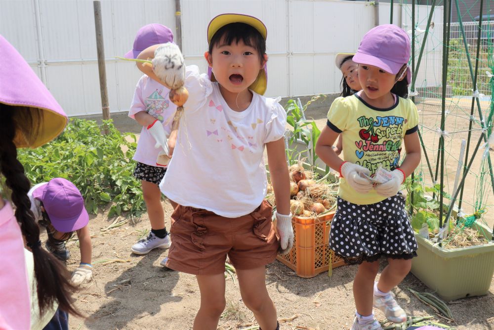 頑張って収穫したら、誰かに見てもらいたいものですよね。
「先生見て～おっきいでしょ～」
と先生を呼んだり・・・
「ねぇ見て！こんなに皮がむけるくらいがんばったよ」
と友達に見てもらったり・・・
「やったよ！」「できた！」の気持ちを共感してもらうのも嬉しいひととき。

中にはこんなに小さな玉ねぎも♪
大きいのも小さいのも、ぜーんぶ大切に使います♡

どうやって食べるか、考えるのも楽しいね☆