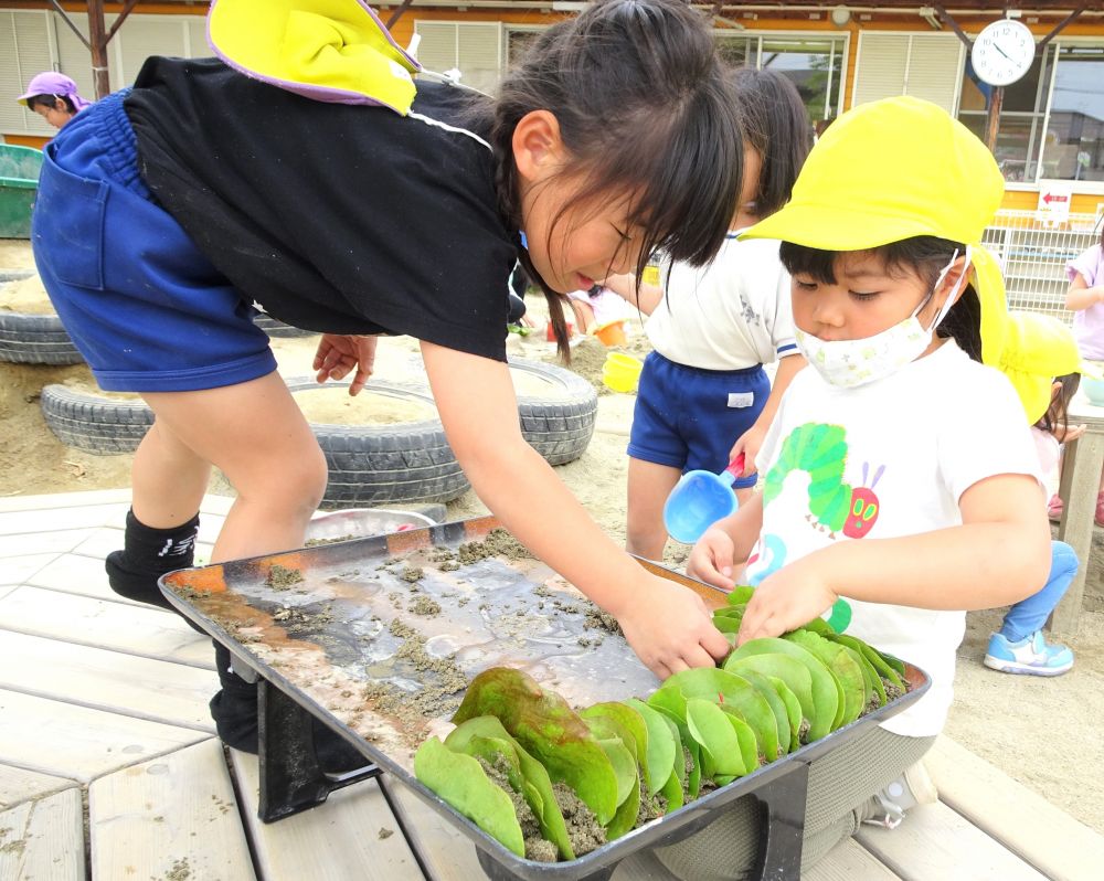 泥団子の為に作っていた泥と
柏餅の葉っぱを組み合わせて・・・

”なにができるんだろう”とみていると・・

キリン組さんと一緒にを挟んで・・・
「餃子ができた！餃子屋さんですよ～！」と楽しむ♡

泥の柔らかさ、水の量を工夫中・・・