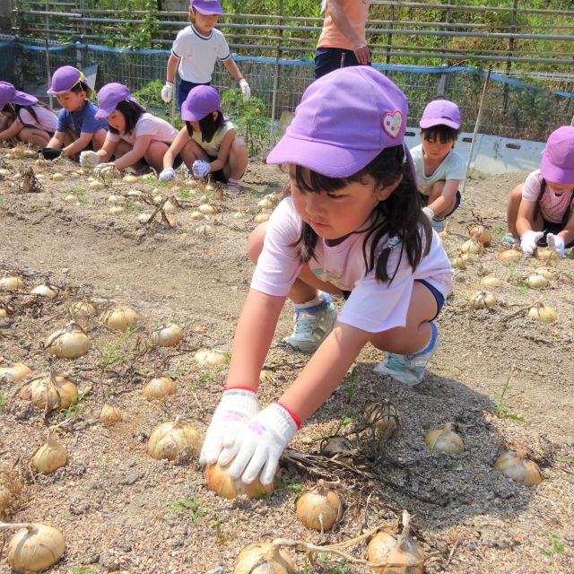 ＊　５歳児　菜園活動　玉ねぎ収穫　（門田認定こども園）　＊