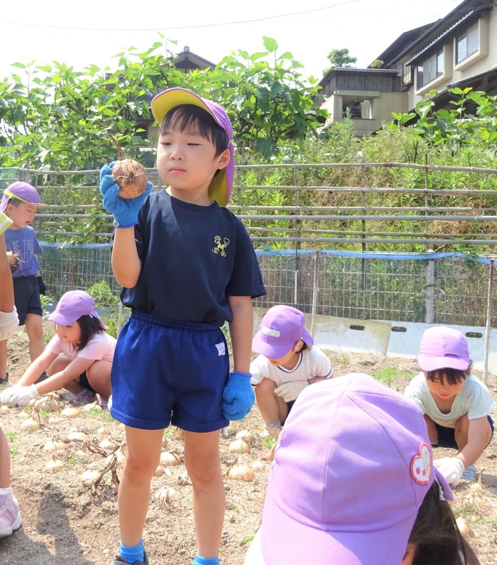 松浦先生の玉ねぎの収穫の仕方を教えてもらって、
Ｙちゃん挑戦しました！

｢たまねぎをゆらゆらしてぬくんじゃろ｣

よくお話を聞いていたね！

収穫した玉ねぎをじっと観察中のＩ君。
なにか発見したかな～