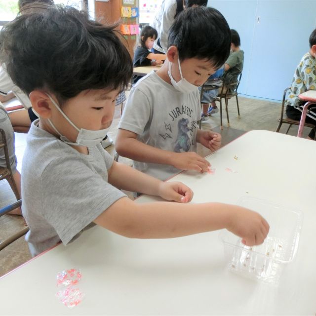 ＊　５歳児　４歳児　米作り　（門田認定こども園）　＊