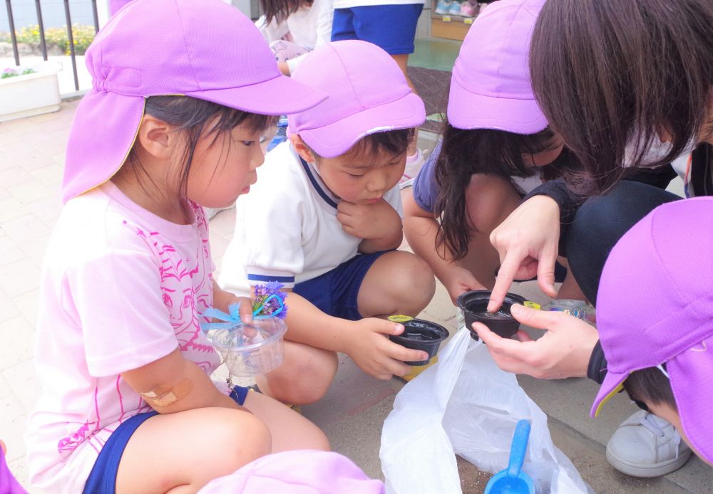 １週間～１０日間くらいたつと

「給食せんせー白いひげが出てきたよ！」
「見てみてー！早く来てー｣
キリン組さんもゾウ組さんもちゃんと毎日水を替えてしっかり観察をしていた様子♡

さあ！次の行程だよ！
少しだけ土を入れて緑の芽をのばして苗にしてみよう！
今日はここまでの作業であとは伸びてきたらいよいよ田んぼに植えようね。

