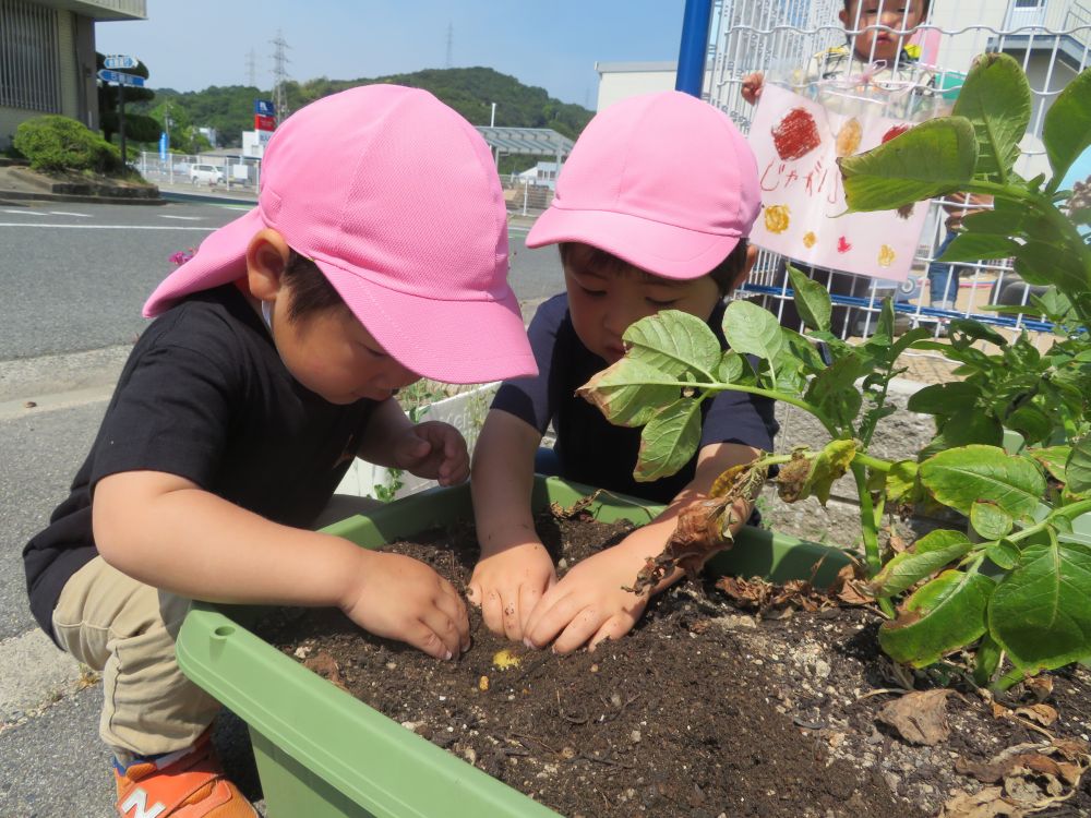 ５月２３日(月）
　葉っぱが枯れたじゃがいもを
　　リス組さんが収穫🥔