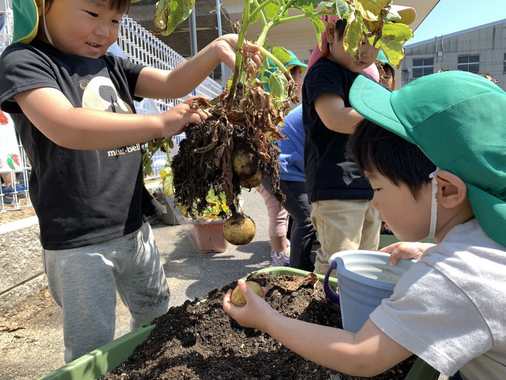 ５月２７日（金）
　残りの３本をリス・クマ組さんで収穫🥔

　来週のスープになるんだって！楽しみ😆♪