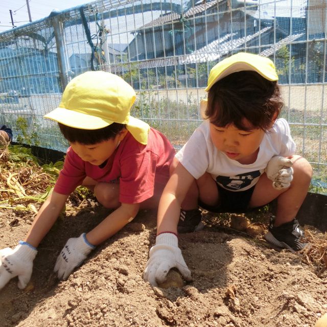 菜園活動（じゃがいも収穫）　＊4歳児＊