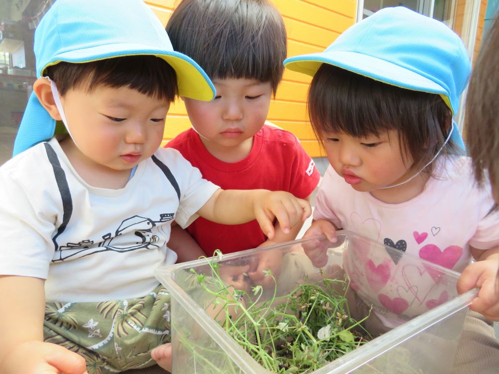 形や動きや色…

全部不思議でしょうがない様子です

毎日ツマグロヒョウモンを見ている子ども達






