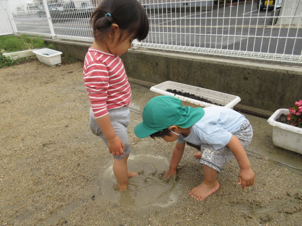 今日は朝からずっと雨・・・

おやつを食べながら、
「お外雨だね～今日は何して遊ぼうかね～」と話していると・・

「あっ！雨やんだっぽいよ！！」
「やったー！お外出てみようー！！」

雨上がりの園庭は、色んなところに水たまり

さっそく発見！
裸足でじゃぼーん♪
足や手で雨水に触れ、
「つめたいね」　「こっちの水たまりはあったかい」など
子どもたち一人一人の感じ方が見られました