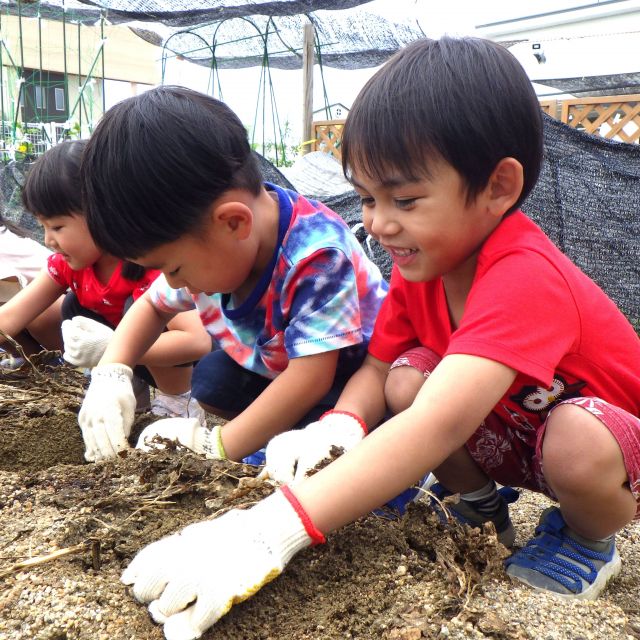 ＊　4歳児　じゃがいもの収穫①　＊