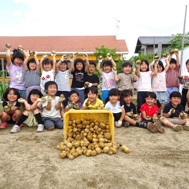 ＊　4歳児　じゃがいもの収穫②　＊