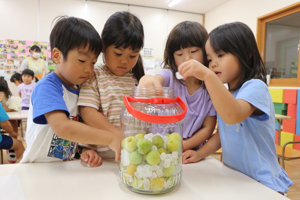 梅を匂ってみると・・
「桃の匂いがする！」とゾウ組さん

保育教諭も一緒に匂ってみると・・
ほんのり桃の匂いが・・！

”どうして桃の匂いがするのか・・”と
みんなで不思議さを感じる・・

次は梅と氷砂糖交互に入れる♪
「○○ちゃん入れていいよ♡」
「先どうぞ！」
友達を思いやる姿も・・・♡