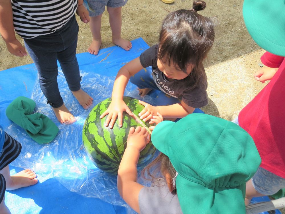 すいかと言えば、すいか割り☆
子ども達もはりきってチャレンジします！
でも、クマ組さんの力ではなかなか割れず・・・。

先生の力をすこ～し借りて♪
ひびが入ったすいか。
どうしても割りたいクマ組さん（笑）
最後は手と指の力で・・・えいっ！！

真っ赤な果肉が見られて、大満足のクマ組さんでした♡