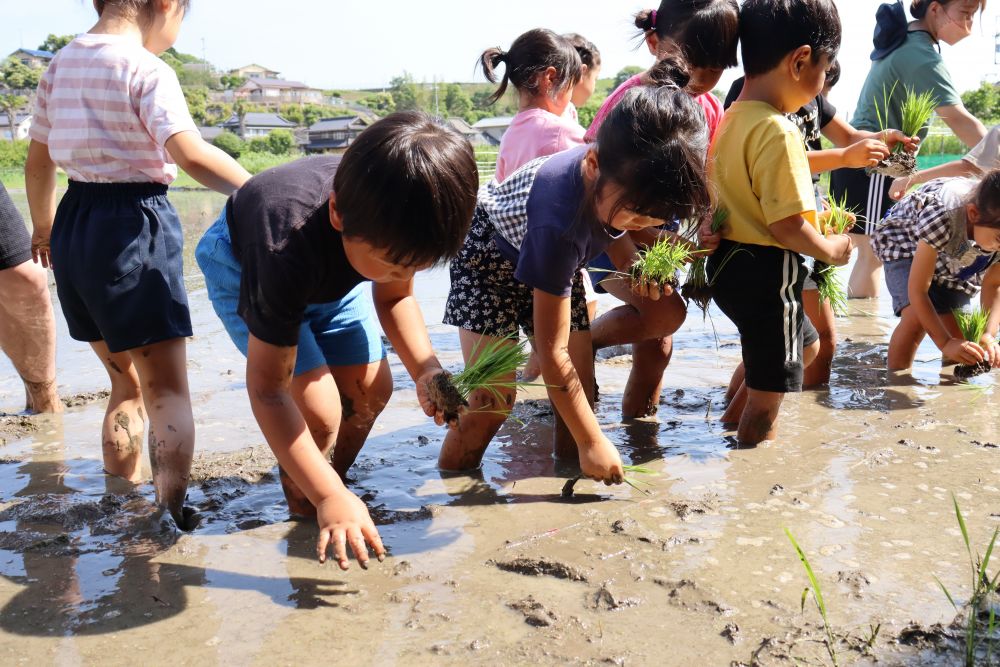 いよいよ、田植え！
村上おじいちゃん「美味しいお米になるようにお願いしてから植えるんよ」
初めて経験する子ども達にも分かりやすいように、赤いテープで植える場所を分かるようにしてくれています