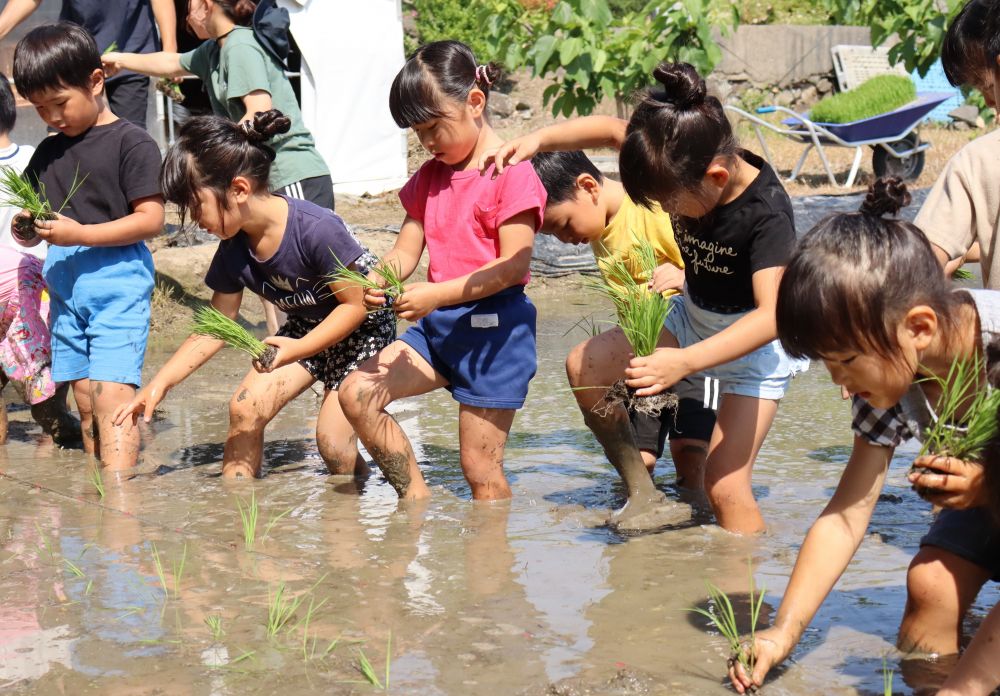 慣れてきたかな？
少しずつ上手になっているようです

昔は田植えの日は、学校も休みになって家族総出で田植えをしたそうです
今では、経験したくてもなかなかそんな機会はありません

貴重な経験をありがとうございます♡
