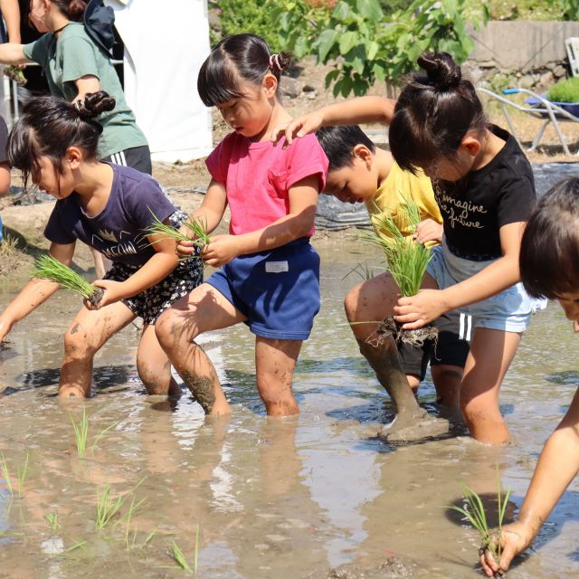 ＊　5歳児　田植え②　＊