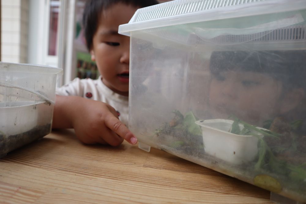 「あー！！パクッて食べたよー！！」

ものすごい速さで食べてしまいました

子ども　「バッタさんかわいそうだね・・・」
先生　「バッタも生きてる大切な命なんだけど、
　　　　かえるさんも生きていくためには、バッタさんや虫を食べないと死んじゃうんだよ」
命を繋ぐお話は、クマ組さんにはなかなか難しい問題です

でも、飼っている生き物はとっても大切育てようとする姿がクマ組さんです♪
