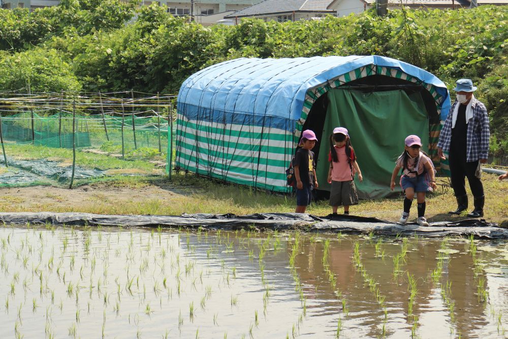 「行こう！行こう！」と、言いながら・・
なかなか行けなかった大新北公園（マクドナルドの裏の方にあります）
今日こそは遊びに行くぞ！

その途中で、先日田植えをした田んぼに寄り道
おじいちゃんとの再会にみんな嬉しそう☆
田んぼ一面に植えられた苗
でも、子ども達は、ザリガニやカエル
お米も楽しみだけど、園にはいない水生生物に大興奮