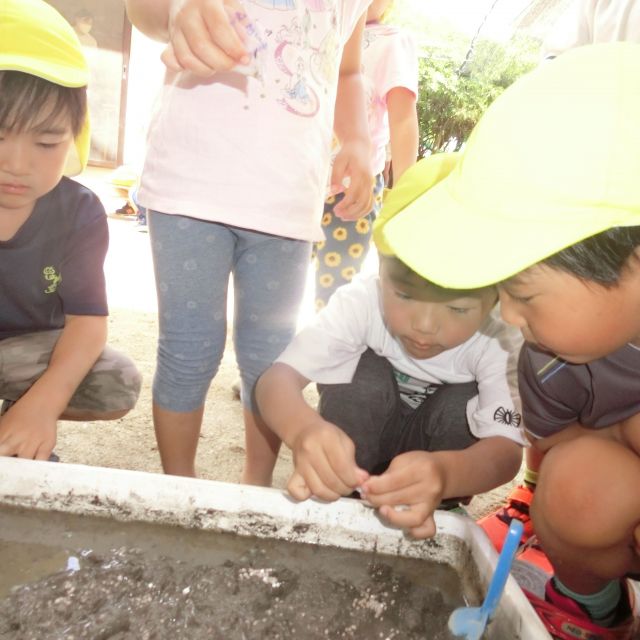 ＊　4歳児　米作り　（門田認定こども園）　＊