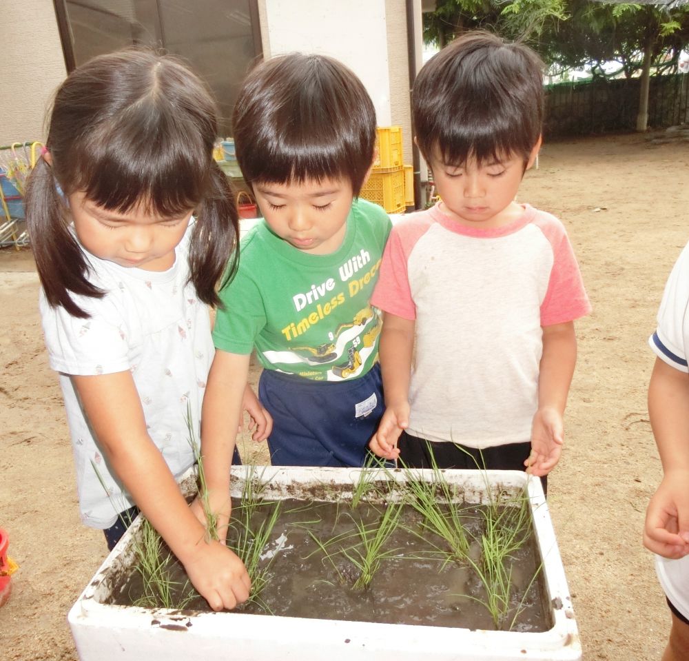 さあ！
いよいよ田植えの日☆
どのグループも立派な苗に生長しました！！
毎日みんなが愛情込めてお世話をしてきたからだね！

