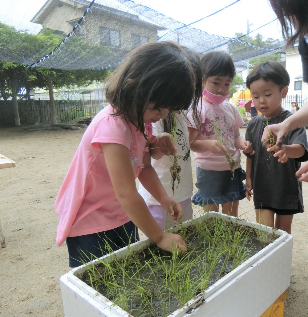 ｢手を土の中に入れてもいいん？｣
｢泥がつくよ・・・｣
など、いろんな気になることもありましたが、上手に田植えが出来ました。

稲刈りが出来るかな・・・まだまだ観察を続けながら秋に収穫する日を楽しみにしようね♡