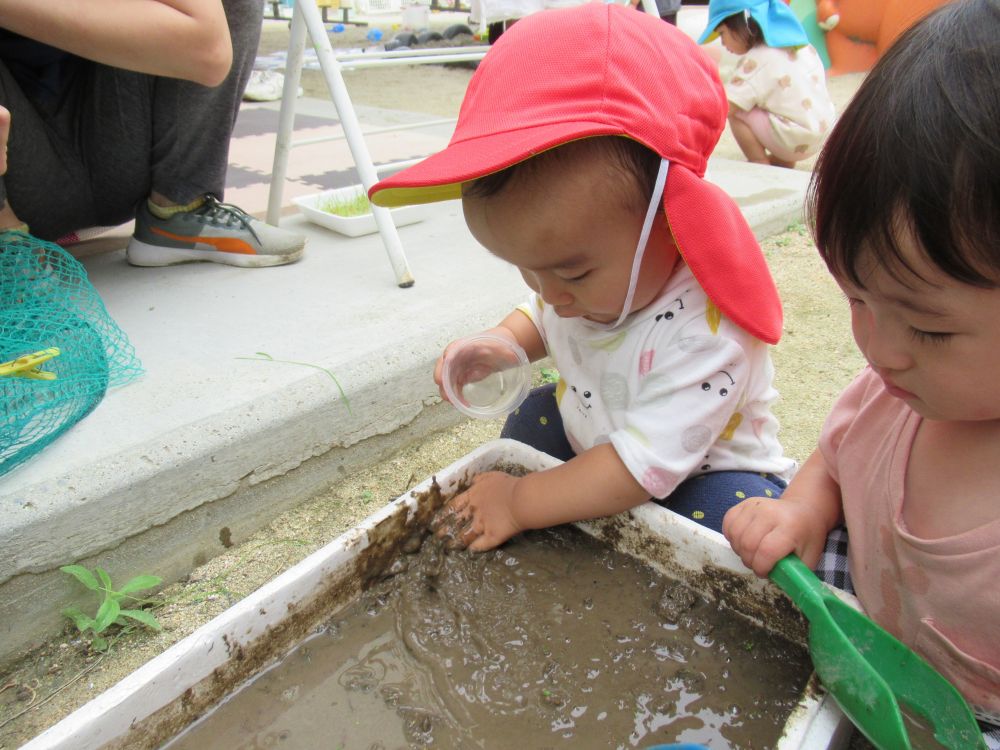 田植え用のどろんこを見つけて興味津々のウサギぐみさん
ヒヨコさんの田植え前に少し触らせてもらいました



一番乗りのYくん
始めはそっと触り始めましたが、気持ちよかったようで、ニコっとした後から両手で触ってみたり、土を慣らしている先生の真似をして、スコップで混ぜてみたりして楽しみました