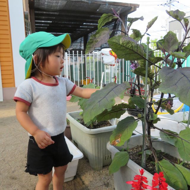 夏やさいの初収穫　～2歳児　クマ組～