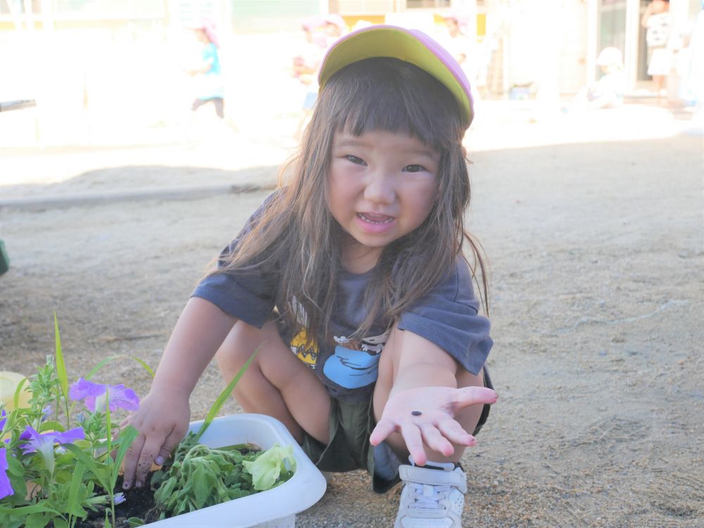 夕方の園庭で・・・
Ⅿちゃんが何かをプランターに植えています
よーく見ると手の平にはスイカの種が♡
「スイカができたらどうする？」と盛り上がるリス組さんでした
