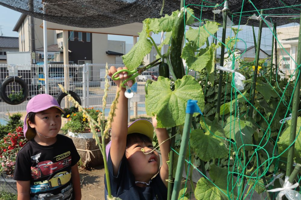 夏野菜、実りしだい随時収穫☆

昨日の夕方、キュウリが良い感じで育っているのを見て
「明日園に来たらキュウリを収穫しよう！」
と話し、登園する楽しみをとっておきました

友達が登園するのを待って一緒に収穫
