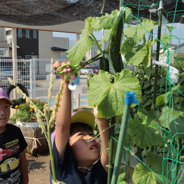 ＊　5歳児　夏野菜収穫　＊