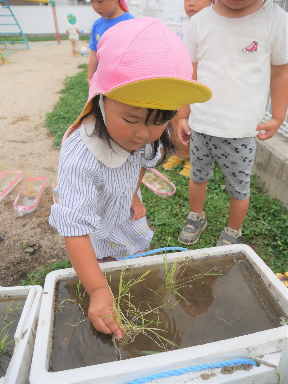 リス組・クマ組田んぼにいよいよ田植えをしました
『どうやって植えるのかな？』
『こう？』　・・と先生に聞きながらそーっと植えるRちゃん
