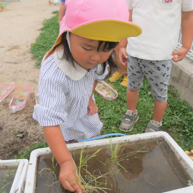 ＊　3歳児　田植え＊