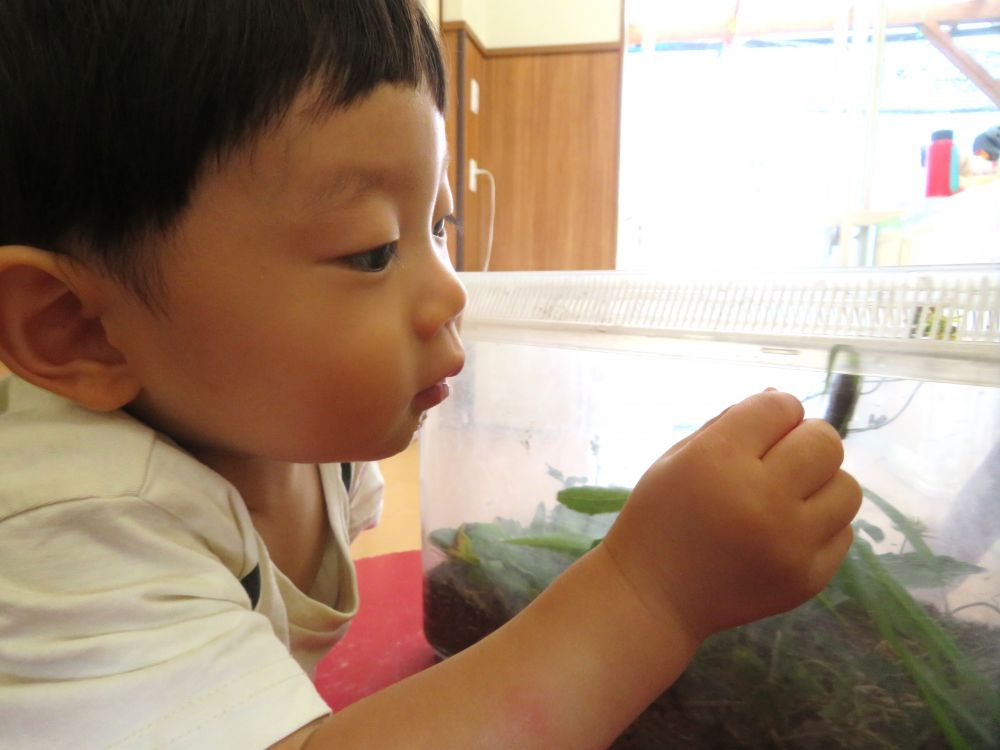 そしてもう一つの虫かごには、園庭のお花畑で見つけたツマグロヒョウモンより大きいチョウの幼虫…

「なんだこれは？」という表情で目をまん丸にして幼虫を見るＹくん
虫かごの外から捕まえようと指を一生懸命動かして頑張ります