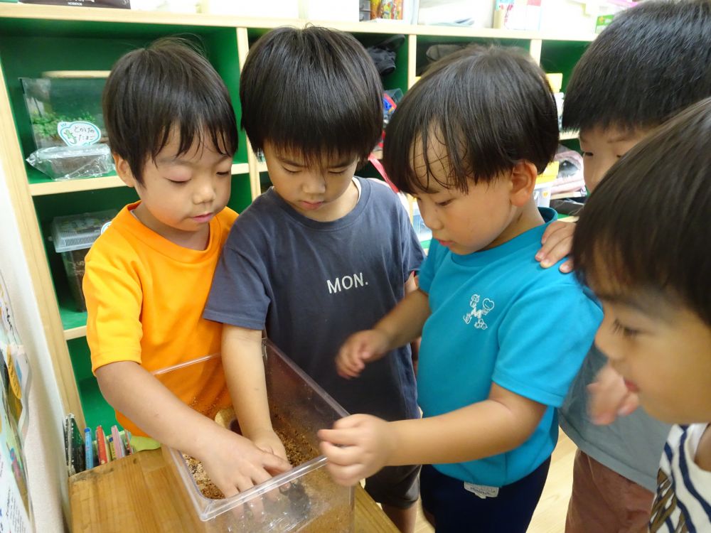 そんな土の中からカブトムシの脱皮した皮を発見！！
「なんかぷにぷにしとるよ」
「カブトムシは固いのに、これは柔らかい」など発見が・・・


「まだ生まれたばかりの赤ちゃんだから優しくね♡」
虫のことを思いやり考える姿も・・

飼育ケースに入れてまだまだ観察を楽しむ♡