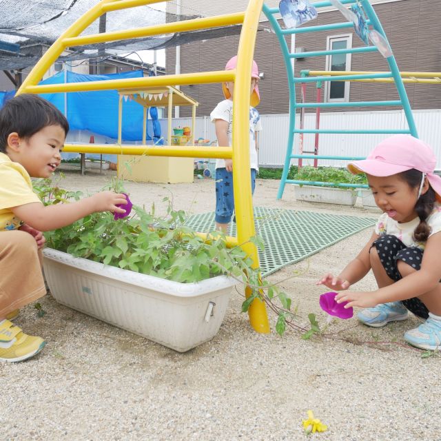 ＊　3歳児 　朝顔咲いたよ　＊