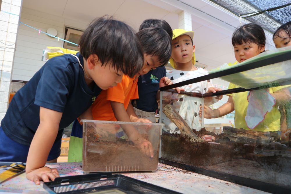 最後はいよいよ
新しいお家にカブトムシを入れてあげる♪

触ることが苦手な子・好きな子
それぞれの思いを持ちながらも
”やってみたい気持ち”があり
「カブトムシいれたい」と張り切り
みんなでいれていく・・・

元気いっぱいのカブトムシ
大人しいカブトムシなど
カブトムシも個性豊かです♡

「ほらそこにおるじゃん」
「ちくちくしていたいんだって！」
友達に声を掛けながらも見守るみんな♡