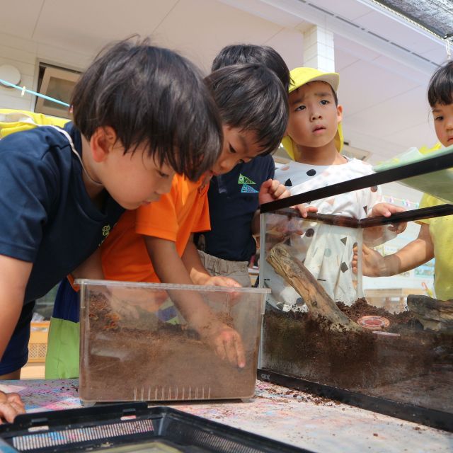 ＊　４歳児   　カブトムシ②　＊